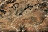Rare, Petrified Wood (Schilderia) Section - Arizona #229122-2